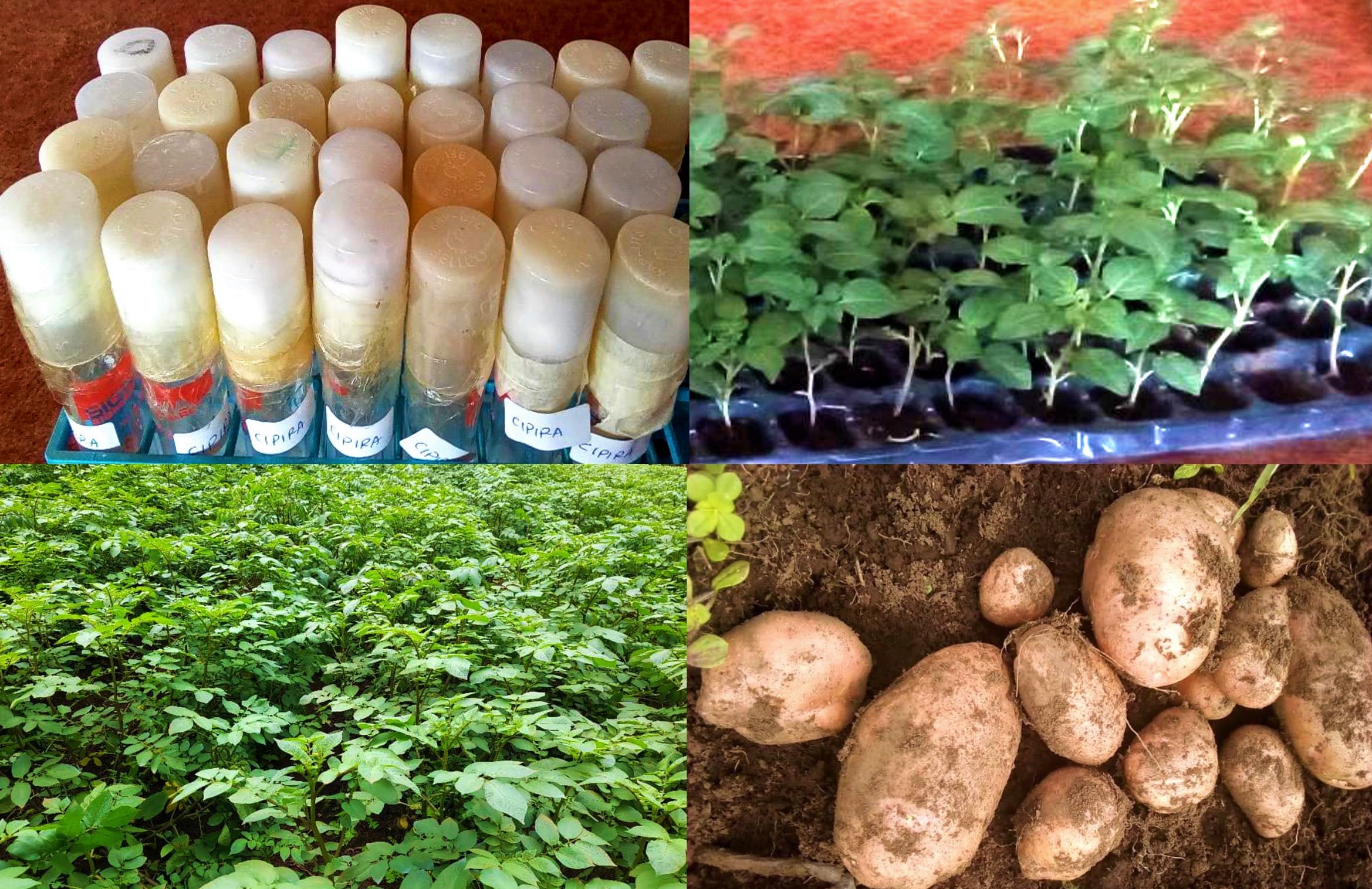 Kartoffelindustrie: Ergebnisse der Implementierung der neuen Saatgutproduktionstechnologie BAR, veröffentlicht von IRAD in New (Kamerun)