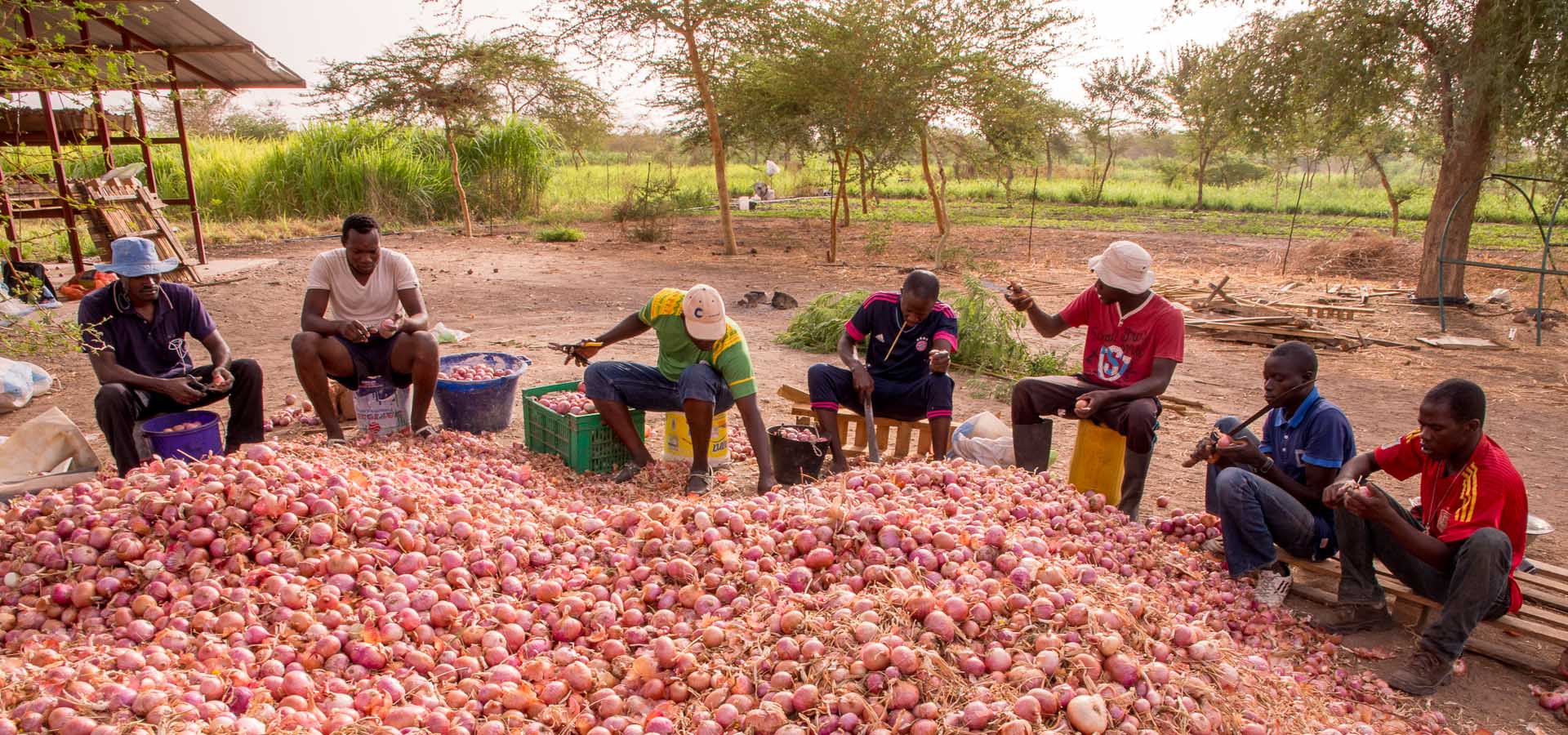 Landwirtschaft Senegal